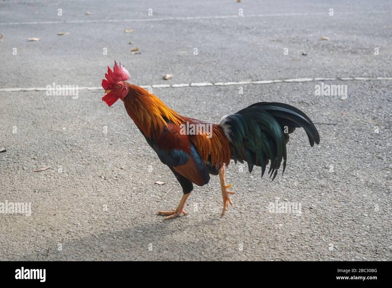 Descubre los secretos detrás del juego de azar más popular en España: Chicken