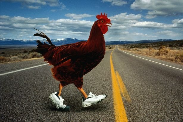 Chicken road casino, chicken road online